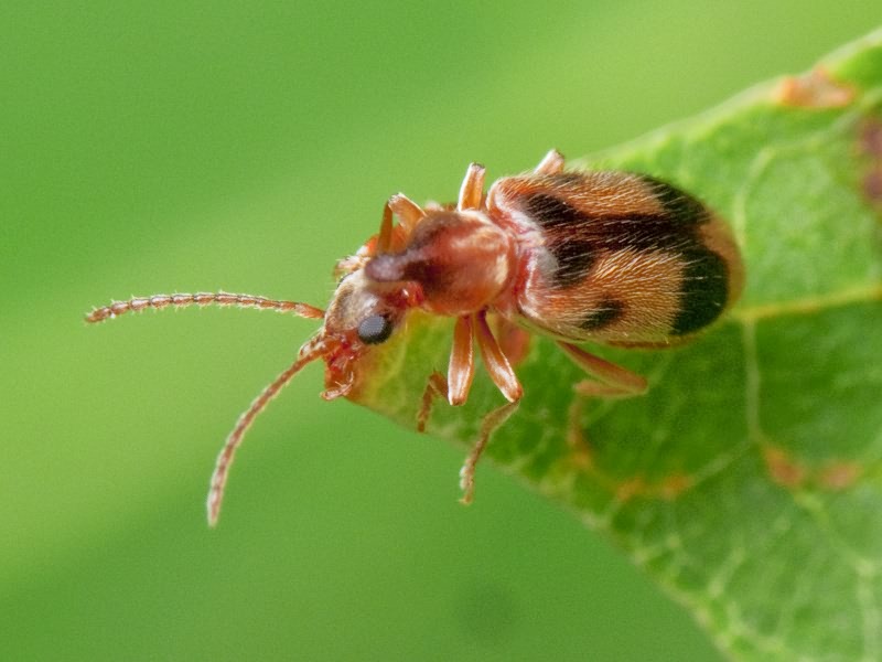 Notoxus monoceros (Linnaeus, 1760)